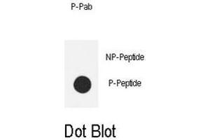 Dot blot analysis of anti-Phospho-eNos-S1177 Phospho-specific Pab on nitrocellulose membrane. (ENOS Antikörper  (pSer1177))