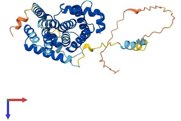 Cyclin G2 Protein (CCNG2) (AA 1-344) (His tag)
