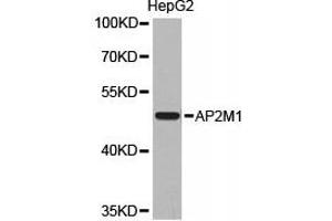 Western Blotting (WB) image for anti-Adaptor-Related Protein Complex 2, mu 1 Subunit (AP2M1) antibody (ABIN1871004) (AP2M1 Antikörper)