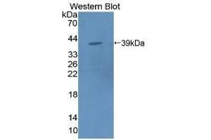 Detection of Recombinant MPG1, Mouse using Polyclonal Antibody to Macrophage Expressed Gene 1 Protein (MPG1) (MPEG1 Antikörper  (AA 41-313))