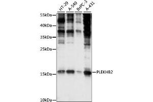 Western blot analysis of extracts of various cell lines, using PLEKHB2 antibody (ABIN6292493) at 1:1000 dilution. (PLEKHB2 Antikörper)