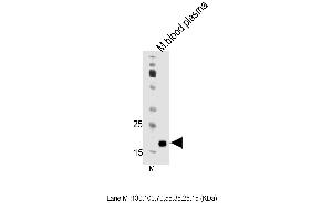 Mouse Apom Antibody (Center) (ABIN1538695 and ABIN2850191) western blot analysis in mouse blood plasma tissue lysates (35 μg/lane). (Apolipoprotein M Antikörper  (AA 93-119))