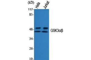 Western Blot (WB) analysis of specific cells using GSK3alpha/beta Polyclonal Antibody.