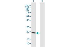 Western Blot analysis of AHNAK expression in transfected 293T cell line by AHNAK MaxPab polyclonal antibody. (AHNAK Antikörper  (AA 1-149))