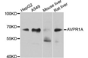 Western blot analysis of extracts of various cell lines, using AVPR1A antibody. (AVPR1A Antikörper)