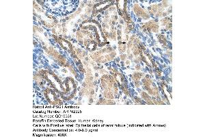 Rabbit Anti-PSG1 Antibody  Paraffin Embedded Tissue: Human Kidney Cellular Data: Epithelial cells of renal tubule Antibody Concentration: 4. (PSG1 Antikörper  (N-Term))