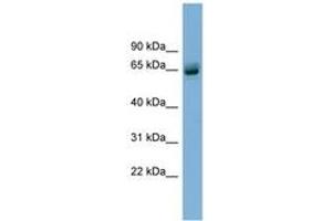 Image no. 1 for anti-Schlafen Family Member 12 (SLFN12) (AA 35-84) antibody (ABIN6744115) (SLFN12 Antikörper  (AA 35-84))