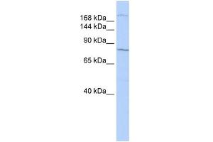 WB Suggested Anti-UBR1 Antibody Titration:  0. (UBR1 Antikörper  (N-Term))