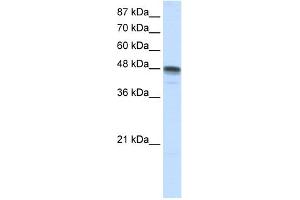 WB Suggested Anti-RBMS3 Antibody Titration:  1. (RBMS3 Antikörper  (N-Term))