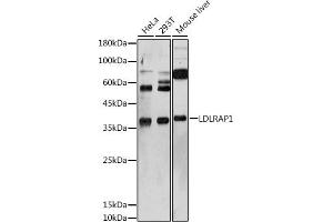 Western blot analysis of extracts of various cell lines, using LDLR antibody (ABIN6127366, ABIN6143131, ABIN6143132 and ABIN6222897) at 1:1000 dilution. (LDLRAP1 Antikörper  (AA 59-308))