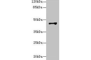 Western blot All lanes: DSCC1 antibody at 8 μg/mL + CEM whole cell lysate Secondary Goat polyclonal to rabbit IgG at 1/10000 dilution Predicted band size: 45 kDa Observed band size: 45 kDa