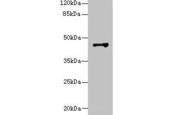 DSCC1 抗体  (AA 1-393)