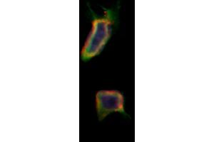 ABIN6257957 and ABIN6275973 staining Hela by IF/ICC. (BAI1 Antikörper  (Internal Region))