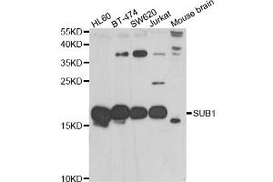 Western blot analysis of extracts of various cell lines, using SUB1 antibody (ABIN5974252) at 1/1000 dilution.