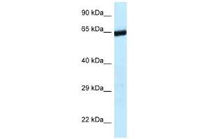 ERCC6L2 Antikörper  (C-Term)