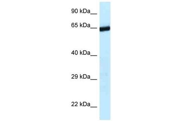 ERCC6L2 Antikörper  (C-Term)