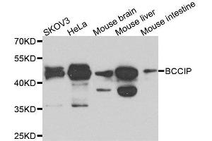 Western blot analysis of extracts of various cell lines, using BCCIP antibody. (BCCIP Antikörper  (AA 1-314))