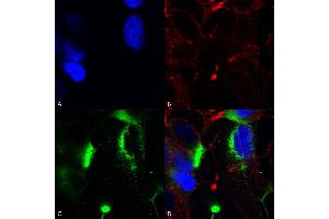 Immunocytochemistry/Immunofluorescence analysis using Mouse Anti-QKI (pan) Monoclonal Antibody, Clone S147-6 (ABIN1741389). (QKI Antikörper  (AA 1-341) (FITC))