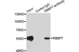 Immunoprecipitation analysis of 200ug extracts of MCF7 cells using 1ug RBBP7 antibody. (RBBP7 Antikörper)