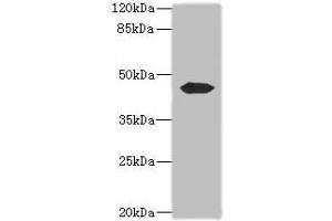 Western blot All lanes: ACTL7B antibody at 0. (Actl7b Antikörper  (AA 1-415))