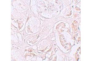 Immunohistochemical staining of human kidney cells with SLAMF9 polyclonal antibody  at 2. (SLAMF9 Antikörper  (C-Term))