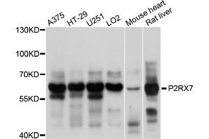 Western blot analysis of extracts of various cell lines, using P2RX7 antibody (ABIN5998434) at 1/1000 dilution. (P2RX7 Antikörper)