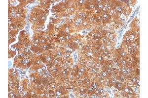 Formalin-fixed, paraffin-embedded human Adrenal stained with Adipophilin Mouse Monoclonal Antibody (ADFP/1494). (ADRP Antikörper  (AA 249-376))