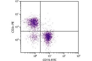 BALB/c mouse splenocytes were stained with Rat Anti-Mouse CD3ε-PE. (CD3 epsilon Antikörper  (PE))