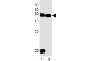 Western blot testing of DLK1 antibody at 1:1000 dilution.
