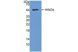 AKT1 Antikörper  (AA 122-443)
