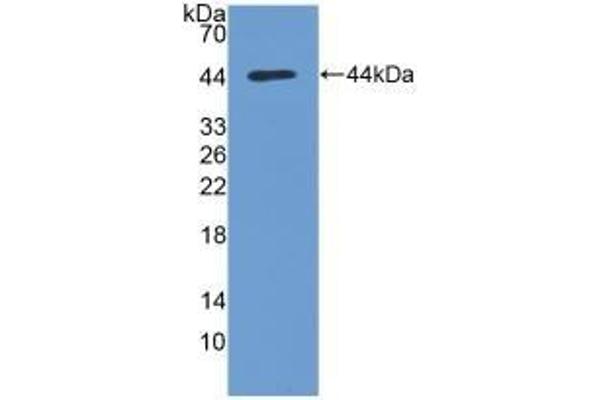 AKT1 Antikörper  (AA 122-443)
