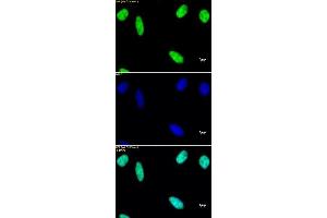 Histone macroH2A1 pAb tested by immunofluorescence. (Histone MroH2A1 (N-Term) Antikörper)