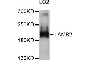 Western blot analysis of extracts of LO2 cells, using LAMB2 antibody (ABIN5998106) at 1/1000 dilution. (LAMB2 Antikörper)