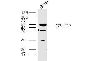 Lane 1: mouse brain lysates probed with C3orf17 Polyclonal Antibody, Unconjugated  at 1:300 overnight at 4˚C. (C3orf17 Antikörper  (AA 430-480))