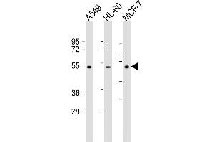 All lanes : Anti-AVPR1A Antibody (C-term) at 1:2000 dilution Lane 1: A549 whole cell lysate Lane 2: HL-60 whole cell lysate Lane 3: MCF-7 whole cell lysate Lysates/proteins at 20 μg per lane. (AVPR1A Antikörper)