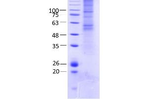 SDS-PAGE (SDS) image for Gap Junction Protein, gamma 2, 47kDa (GJC2) (AA 1-439) protein (Strep Tag) (ABIN3115426)