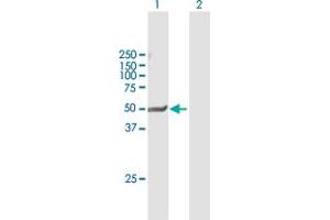 Western Blot analysis of NR1I2 expression in transfected 293T cell line by NR1I2 MaxPab polyclonal antibody. (NR1I2 Antikörper  (AA 1-434))