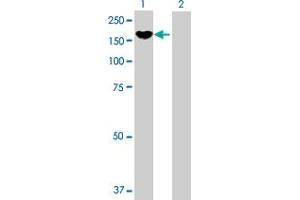 Western Blot analysis of PCDH8 expression in transfected 293T cell line by PCDH8 MaxPab polyclonal antibody. (Protocadherin 8 Antikörper  (AA 1-1070))