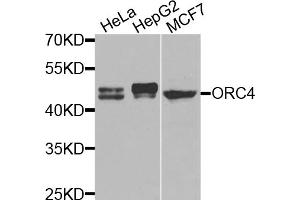Western blot analysis of extracts of various cell lines, using ORC4 antibody (ABIN5975166) at 1/1000 dilution. (ORC4 Antikörper)