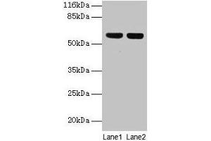 anti-ATP5F1A (AA 44-553) antibody
