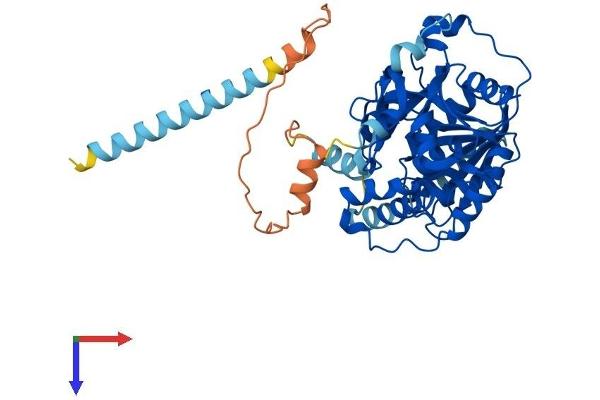 GALNTL5 Protein (AA 1-443) (His tag)