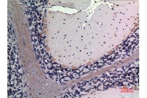 Immunohistochemistry (IHC) analysis of paraffin-embedded Rat Brain, antibody was diluted at 1:100. (FGF20 Antikörper  (Internal Region))