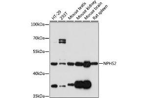 Western blot analysis of extracts of various cell lines, using NPHS2 antibody  at 1:1000 dilution. (Podocin Antikörper)