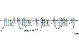 Representative domain view of the target of ABIN7043645.
