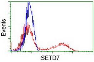 Image no. 2 for anti-SET Domain Containing (Lysine Methyltransferase) 7 (SETD7) antibody (ABIN1500904) (SETD7 Antikörper)