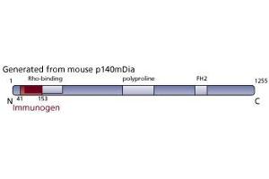 Image no. 3 for anti-Diaphanous Homolog 1 (DIAPH1) (AA 41-153) antibody (ABIN968213) (DIAPH1 Antikörper  (AA 41-153))