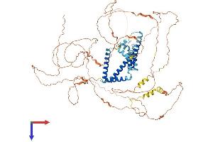 Reticulon 1 Protein (RTN1) (AA 1-776) (His tag)