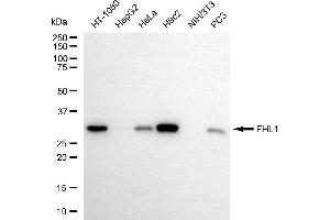 Western blotting analysis using FHL1 antibody (ABIN7798655). (Rekombinanter FHL1 Antikörper)