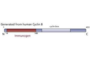 Image no. 3 for anti-Cyclin B1 (CCNB1) (AA 14-168) antibody (ABIN967834) (Cyclin B1 Antikörper  (AA 14-168))