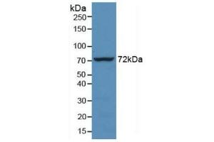 Detection of Recombinant HSPA1L, Human using Monoclonal Antibody to Heat Shock 70 kDa Protein 1 Like Protein (HSPA1L) (HSPA1L Antikörper  (AA 1-641))